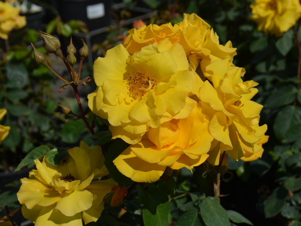Роза флорибунда `Stuttgardia` ®